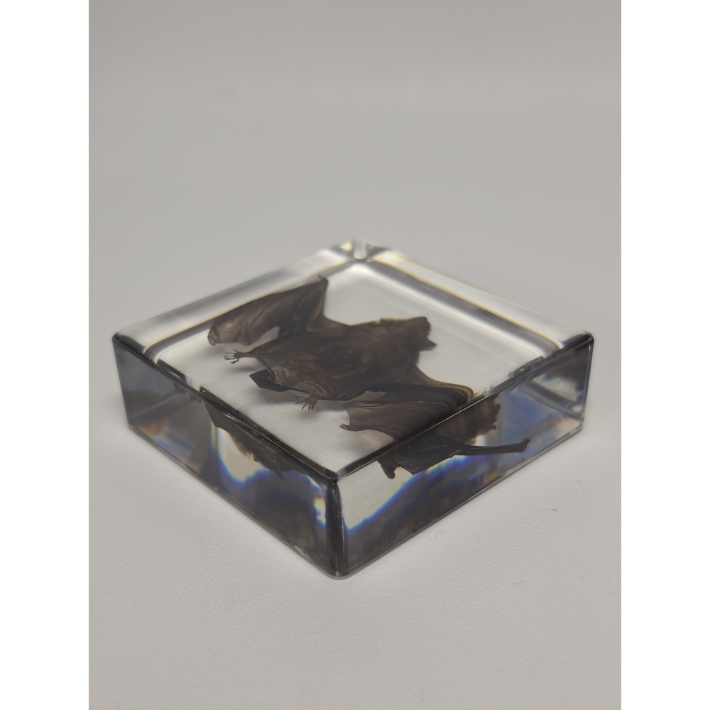 REAL Bat In Resin Block Bat Oddities Weird Strange Odd Creepy Bizarre Mystical - Picture 4 of 5